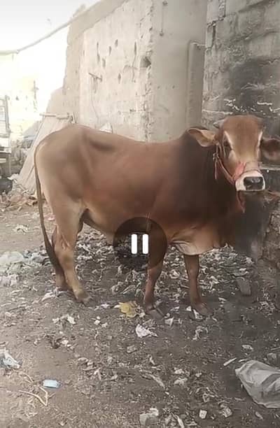 Cows Available for Qurbani 2026