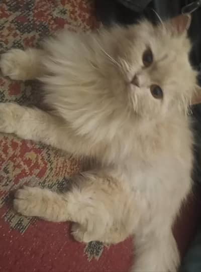 punch/semi punch/doll/piki face Persian cat