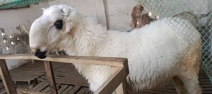 Mundra Sheep | 03075039815