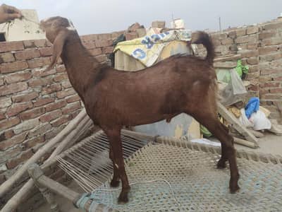 75000Ka 1 bakra