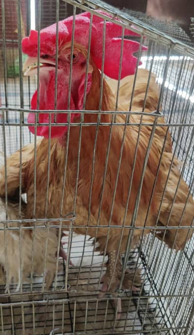 Active Golden & White Buff Brahma Pair (1 Year) + Free Desi Rooster