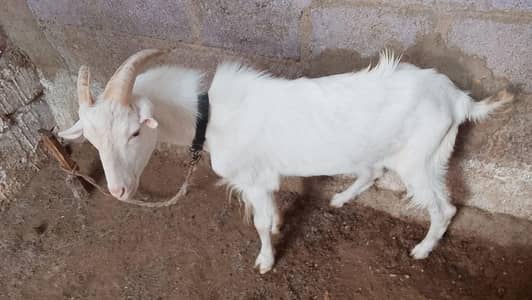 Qurbani Bakra 2K26