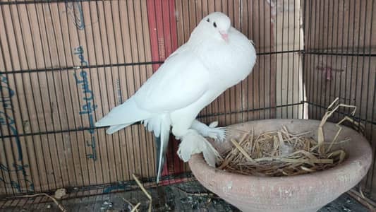 baloon ,poter male
