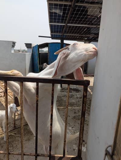 Bakra 2 daant pink eyes