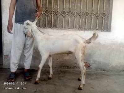 گھریلو دیسی بکرے براے قربانی