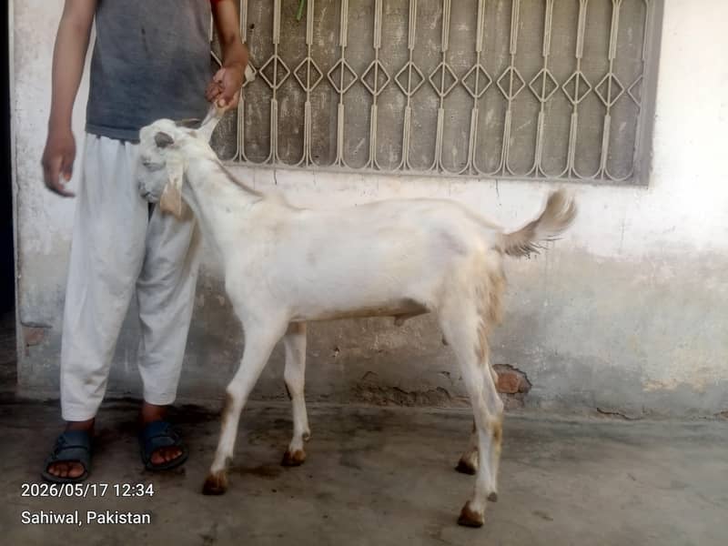 گھریلو دیسی بکرے براے قربانی 0