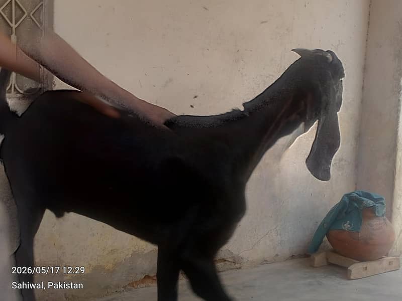 گھریلو دیسی بکرے براے قربانی 1