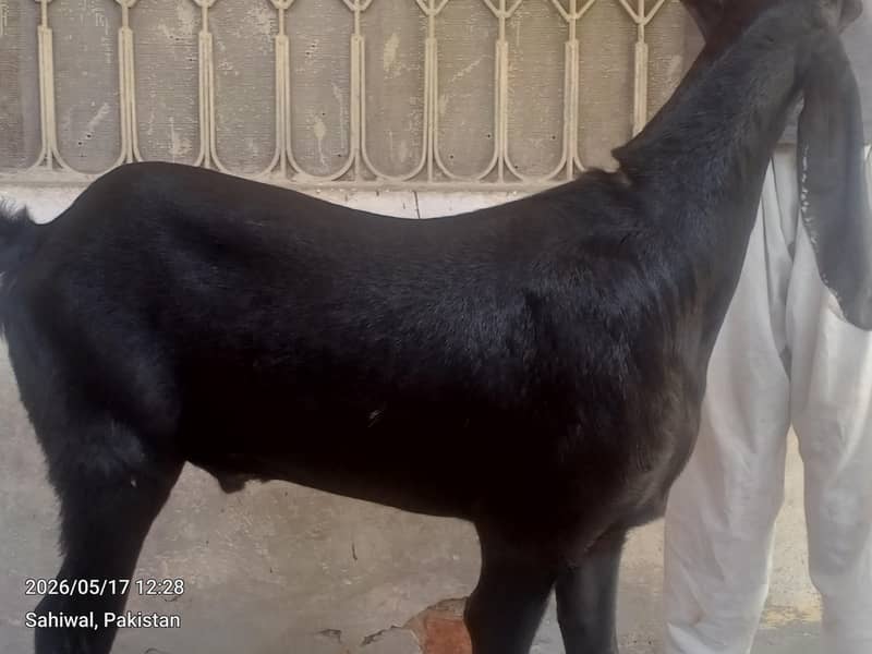 گھریلو دیسی بکرے براے قربانی 2
