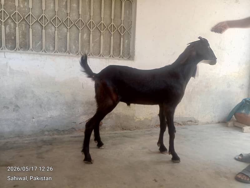 گھریلو دیسی بکرے براے قربانی 3