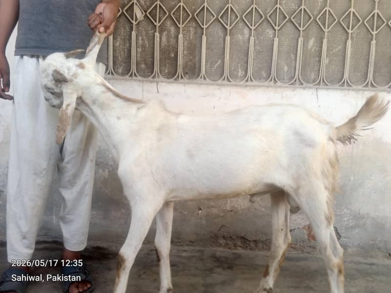گھریلو دیسی بکرے براے قربانی 6