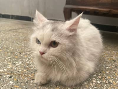 Doll face Persian female cat for sale , price negotiable on spot