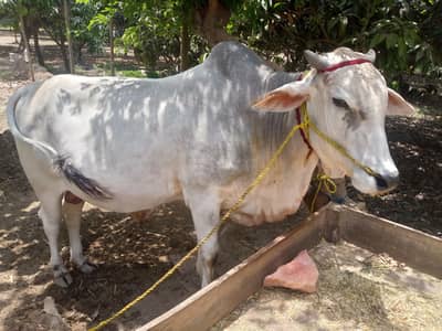 heavy brahman bulll 5man for qurbani 20260_ Active & healthy