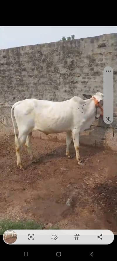 Bull for sale  age puri hai  Mgr abi danda nhi lg