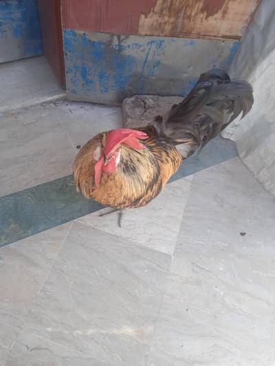 desi hen
