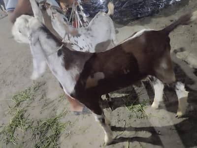 2 dant khasi Ghar k 2 bakray for sale
