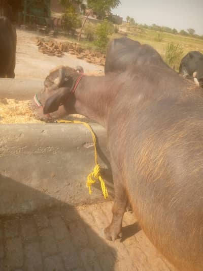 jhotiya for sale qurbani ka Lia for sale