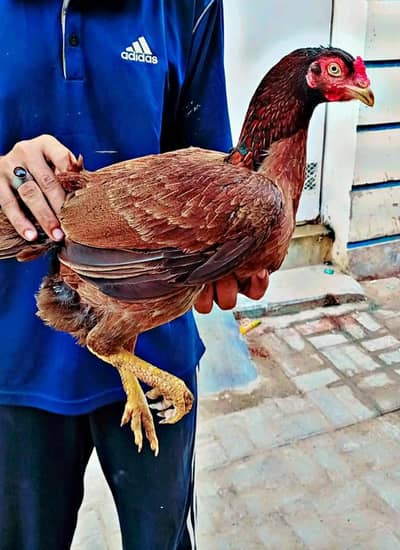 Pure Aseel JAVA murghi for sale 03433041059