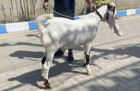 Gulabi