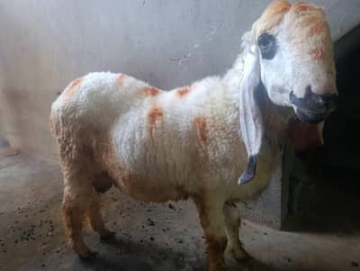 Heavy Size Lohi Breed Chatra