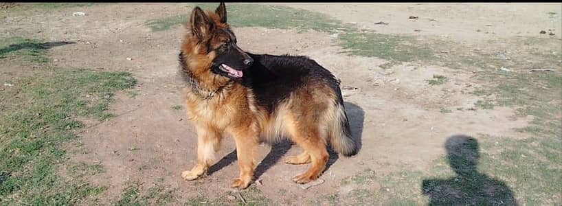 German shepherd triple Court female