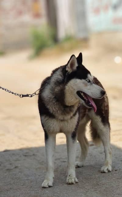 Siberian husky