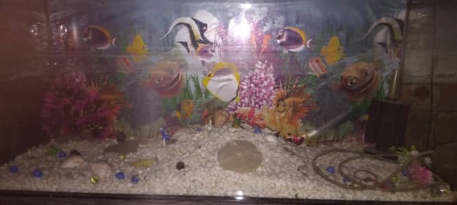 Fish Aquarium  
