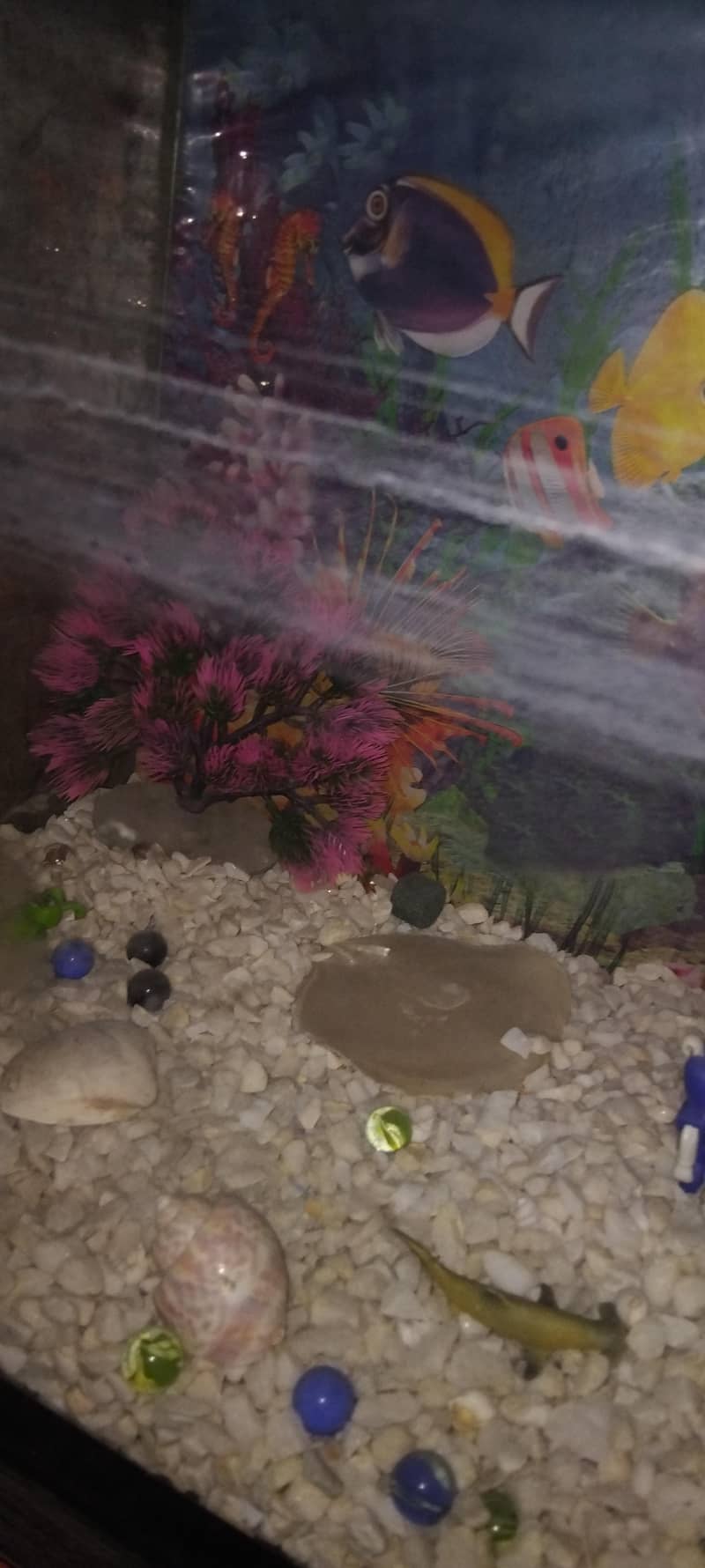Fish Aquarium 2