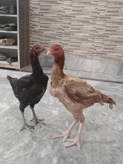 two murgiya