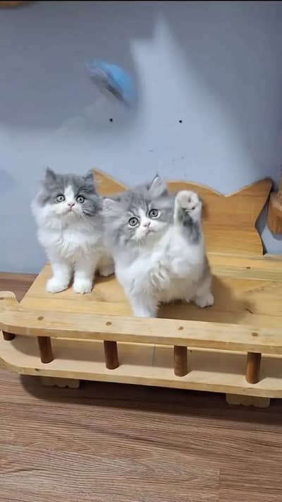 Persian kittens triple coat pair  for sale contact whatsap 03201503610