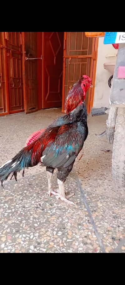 High Quality Miawali Aseel for Sale