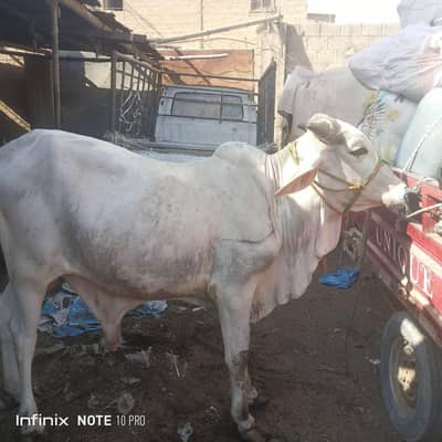 bulls Available for Eid UL adha 2026