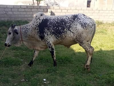 daba dand desi for qurbani