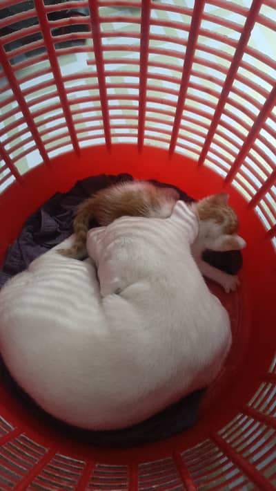 White labra , white eyes