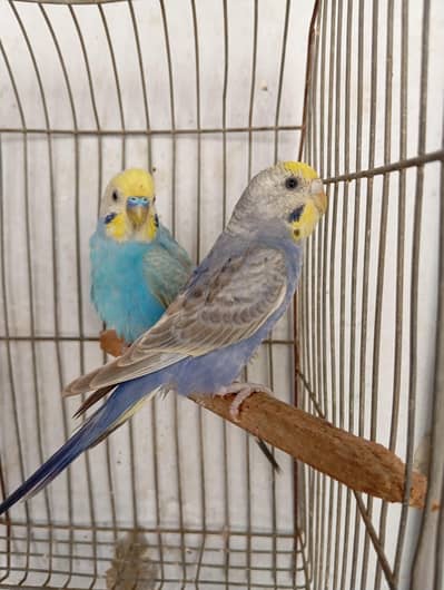 rainbow budgies