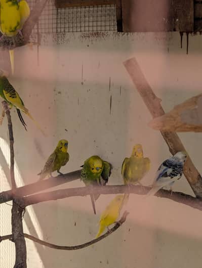 Budgie pair