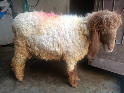 Beautiful Brown Face Chatra for Sale