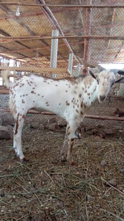 Ando Bakra 4 dant for sale