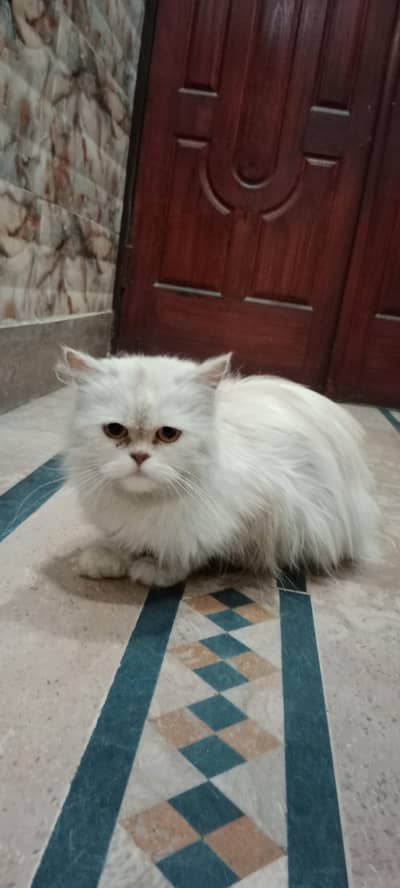Persian Punch Face Female Cat