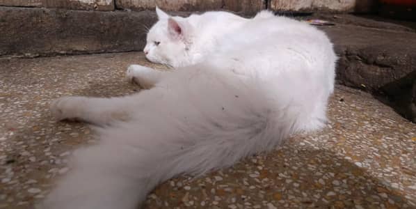 persian male cat