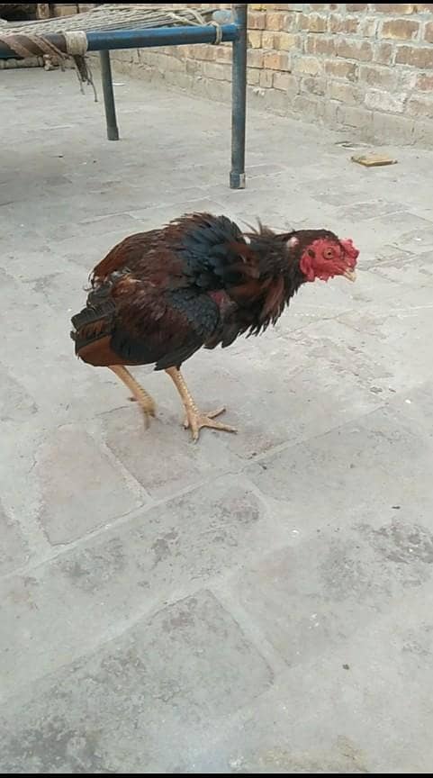 بینٹم چیکس+اصیل میانوالی چیکس +میانوالی پٹھے 6