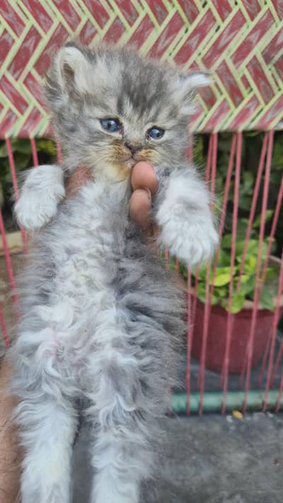 kittens for sale