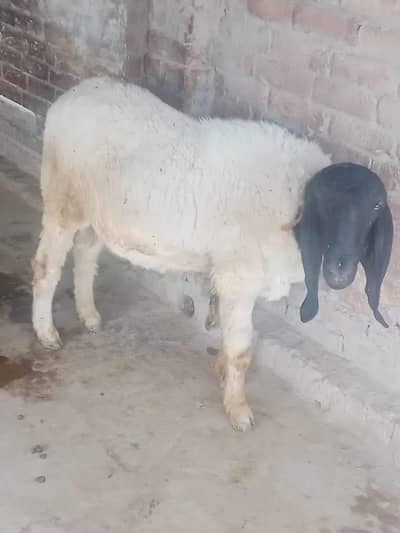 SHEEP /SHATRA ONLY CONTACTA ON WHATSAPP