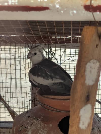 Cockatiel Pairs Available. Cream, grey, pearl