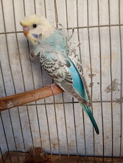 hogoromo male