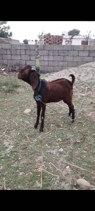 bakra for sale