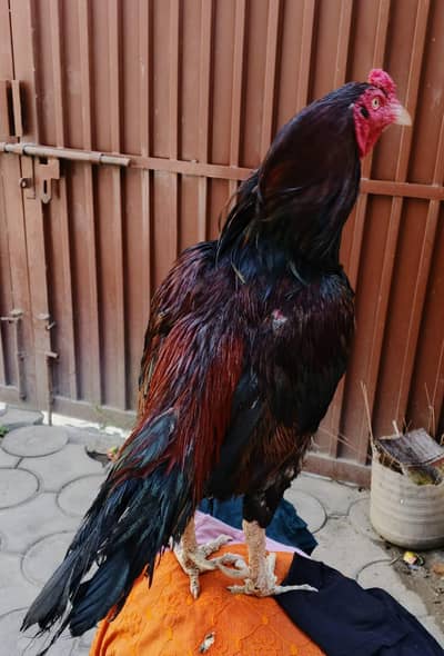 High Quality Aseel Breeder 1 Eyes. . . . . whtsap 03325434166