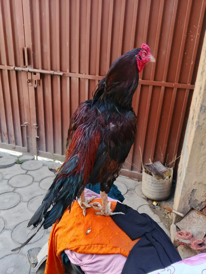 High Quality Aseel Breeder 1 Eyes. . . . . whtsap 03325434166 — photo 2