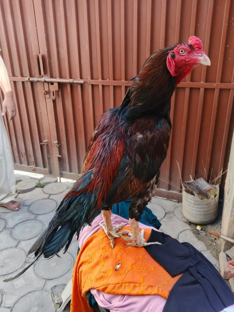 High Quality Aseel Breeder 1 Eyes. . . . . whtsap 03325434166 — photo 3