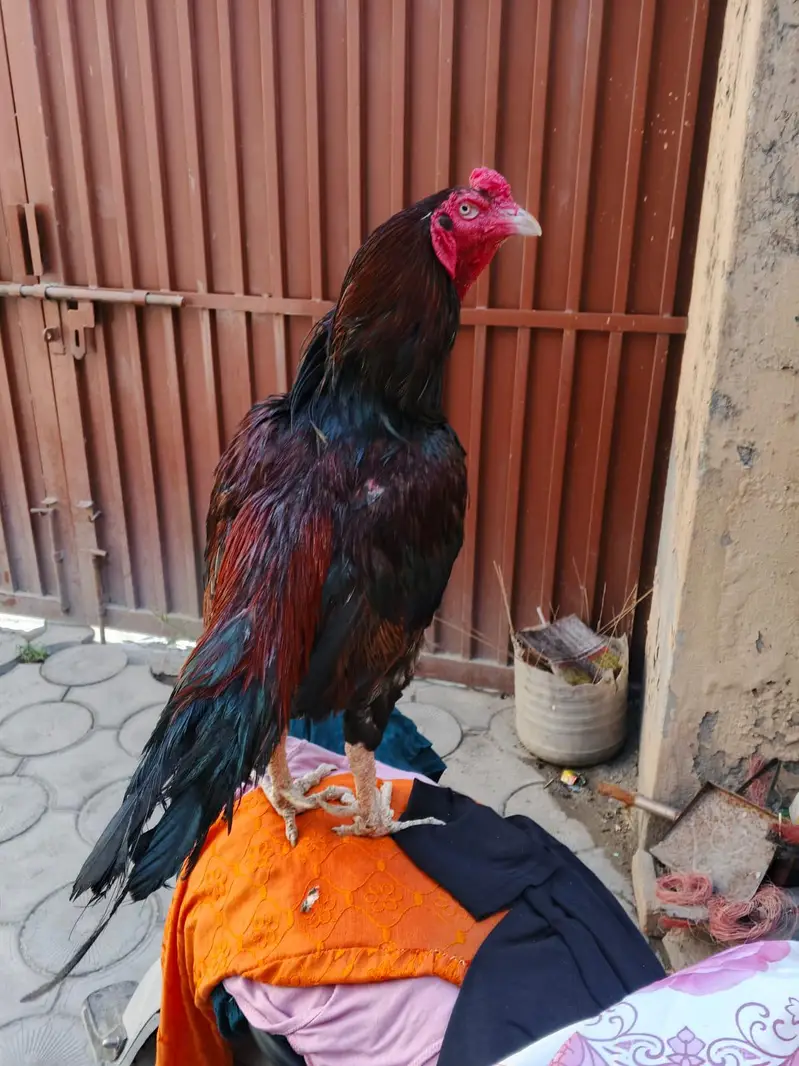 High Quality Aseel Breeder 1 Eyes. . . . . whtsap 03325434166 — photo 4