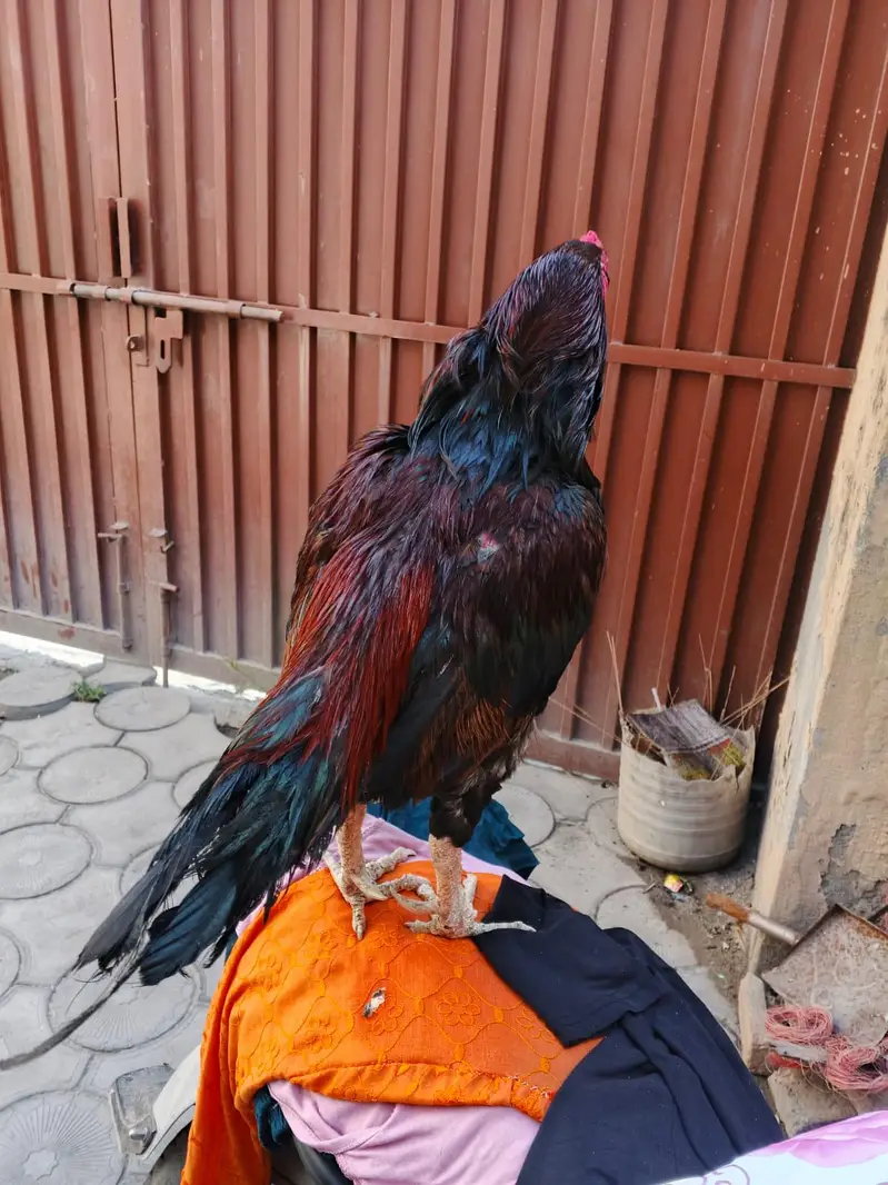 High Quality Aseel Breeder 1 Eyes. . . . . whtsap 03325434166 — photo 5
